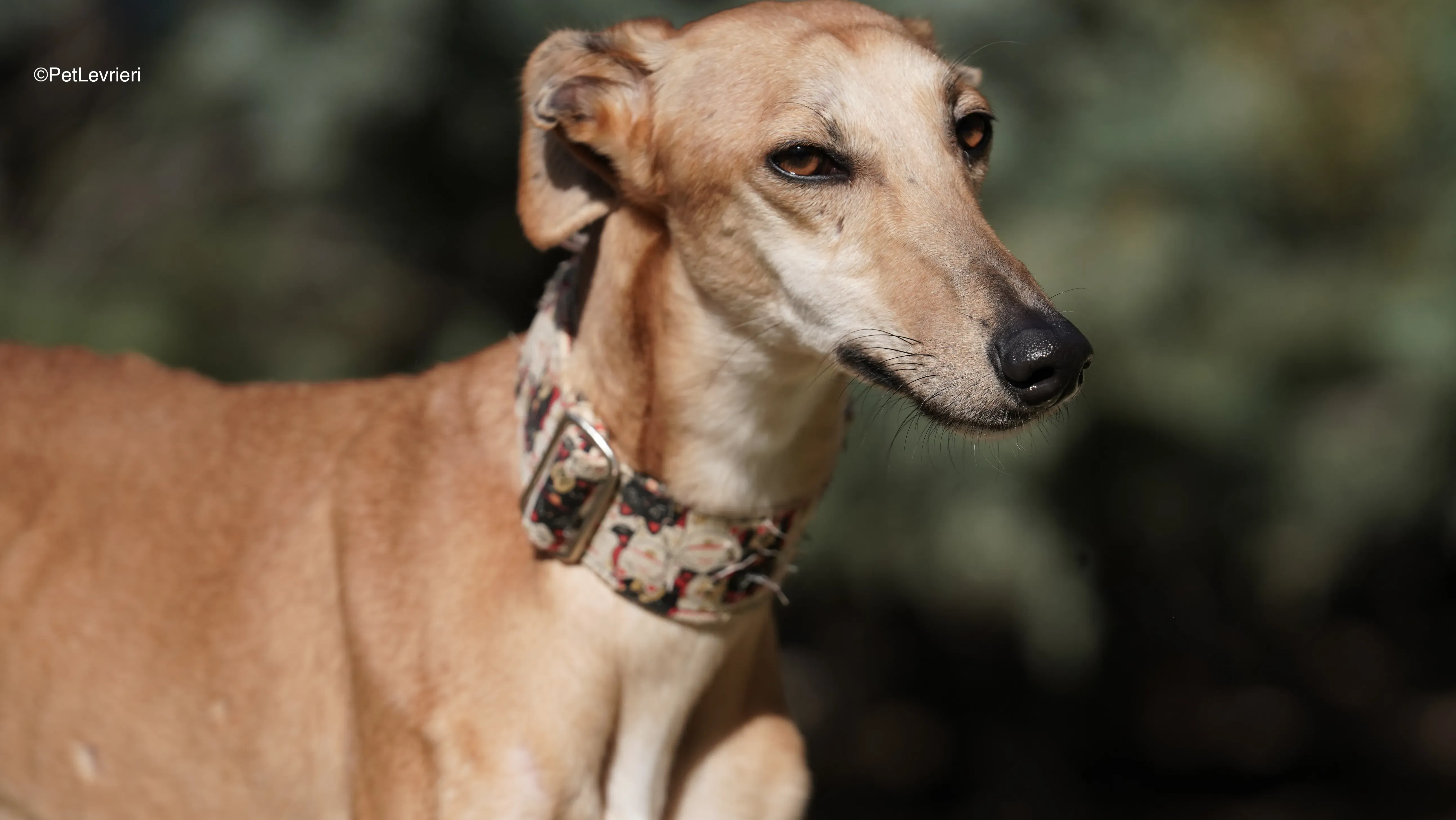 Linda adozione galgo pet levrieri 12