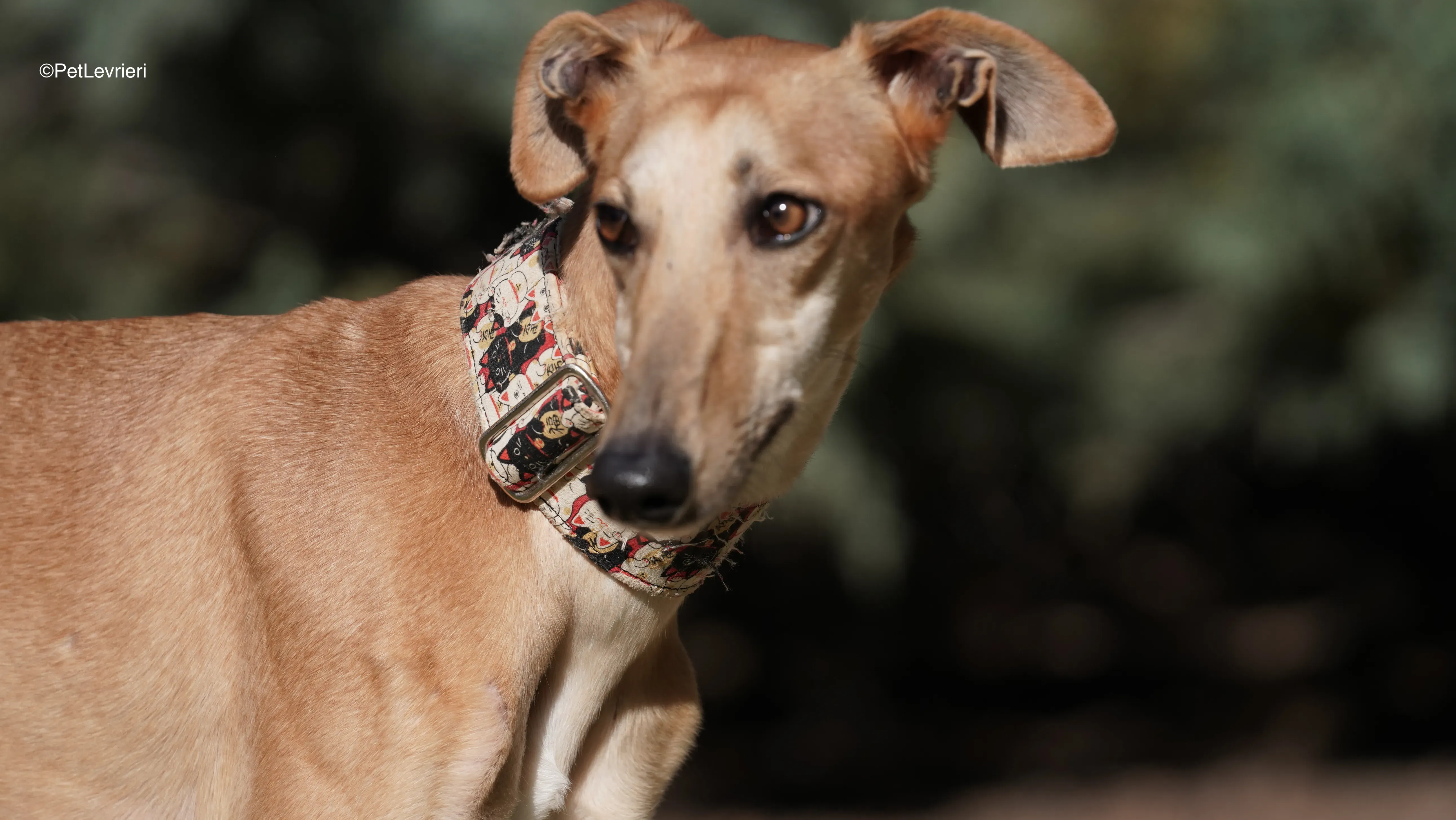 Linda adozione galgo pet levrieri 13