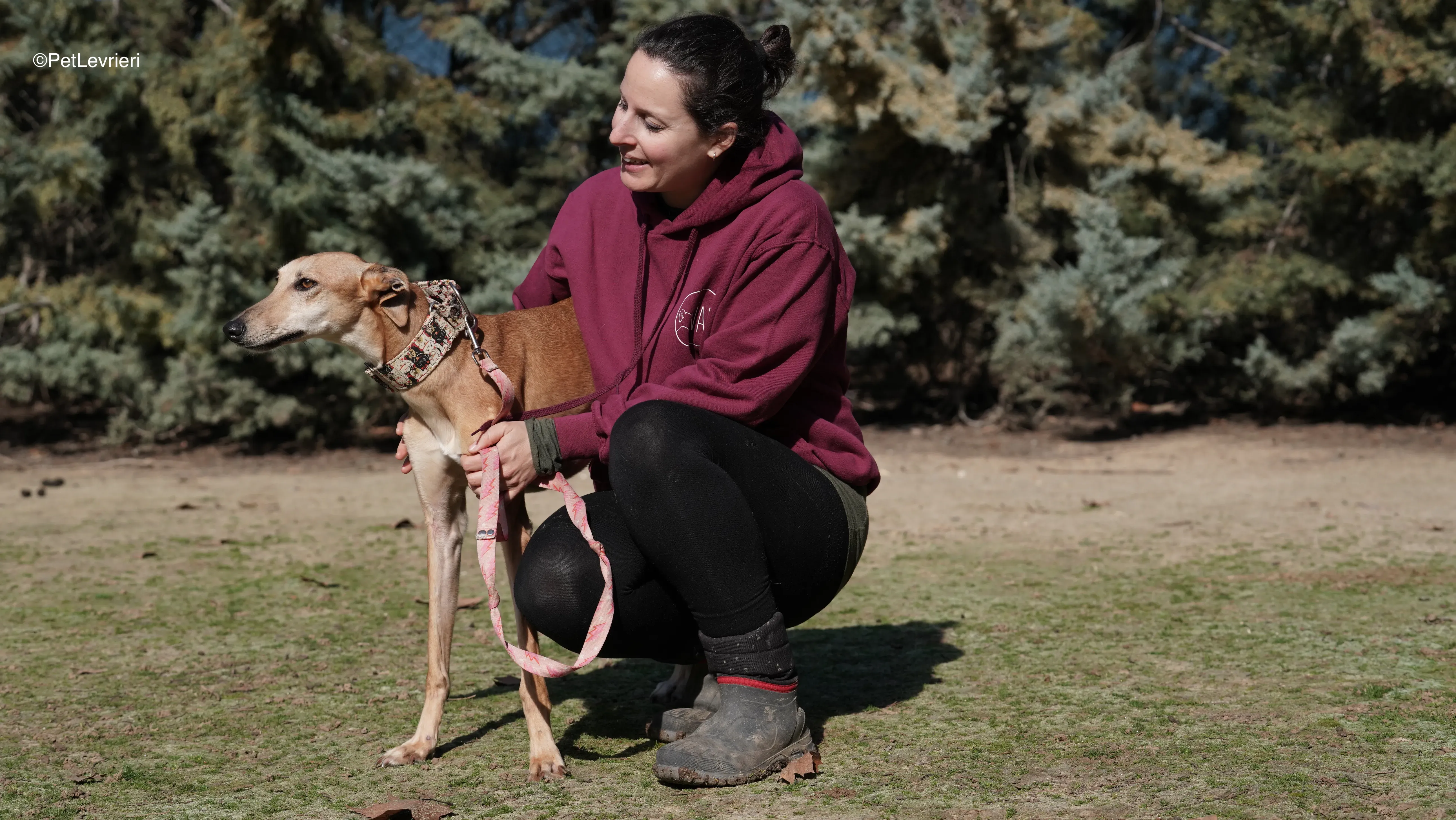 Linda adozione galgo pet levrieri 14