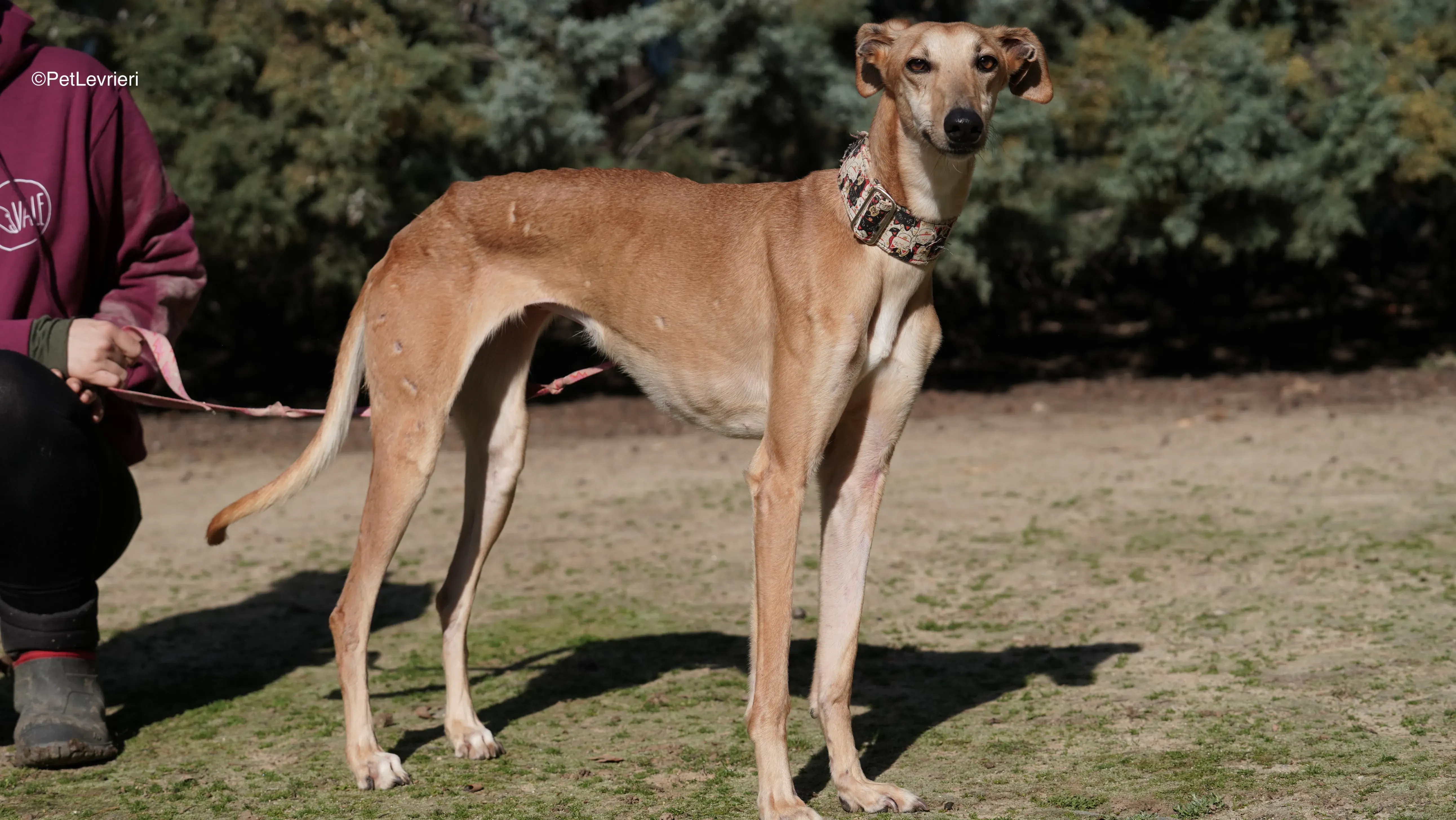 Linda adozione galgo pet levrieri 15
