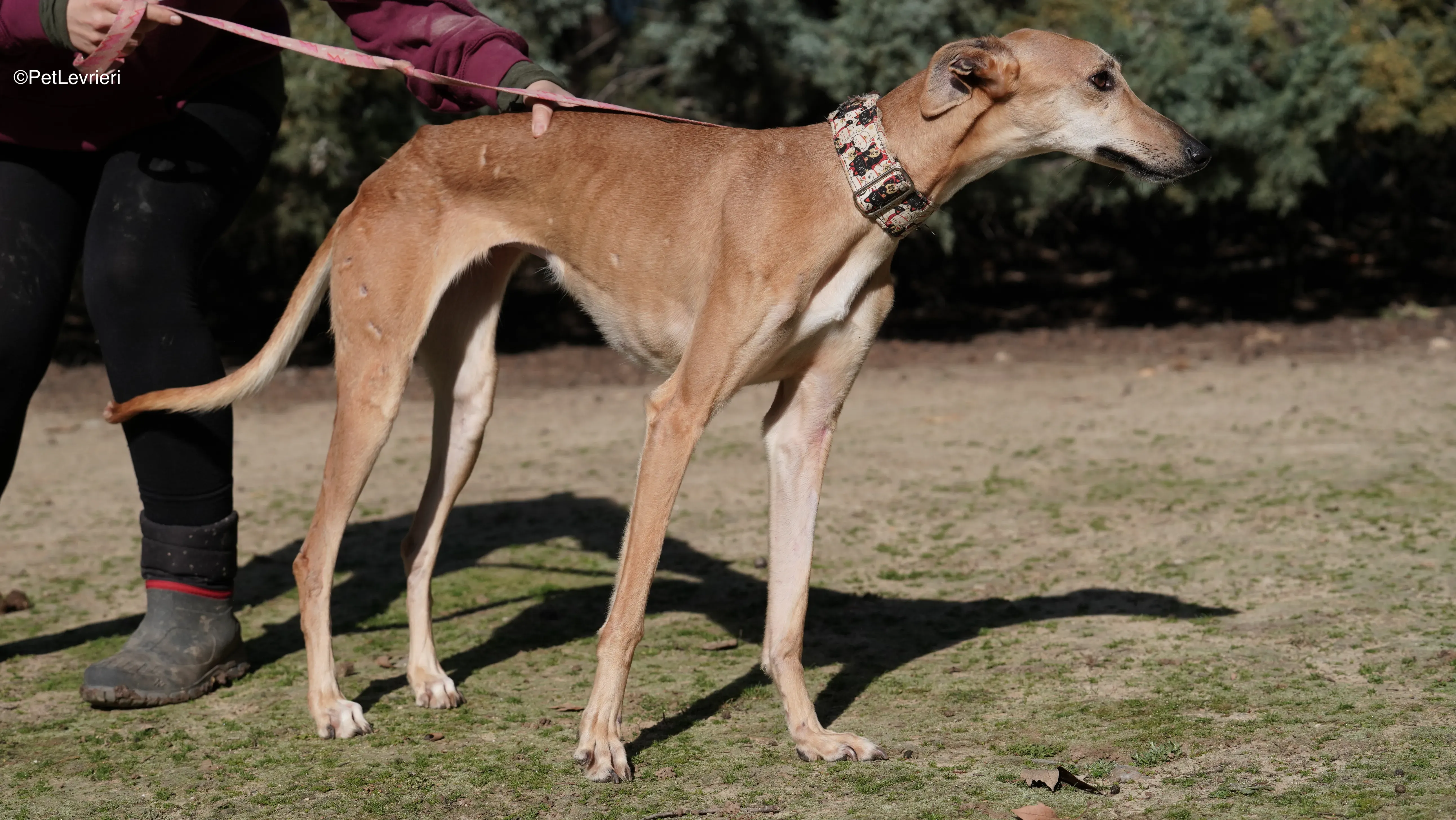 Linda adozione galgo pet levrieri 16