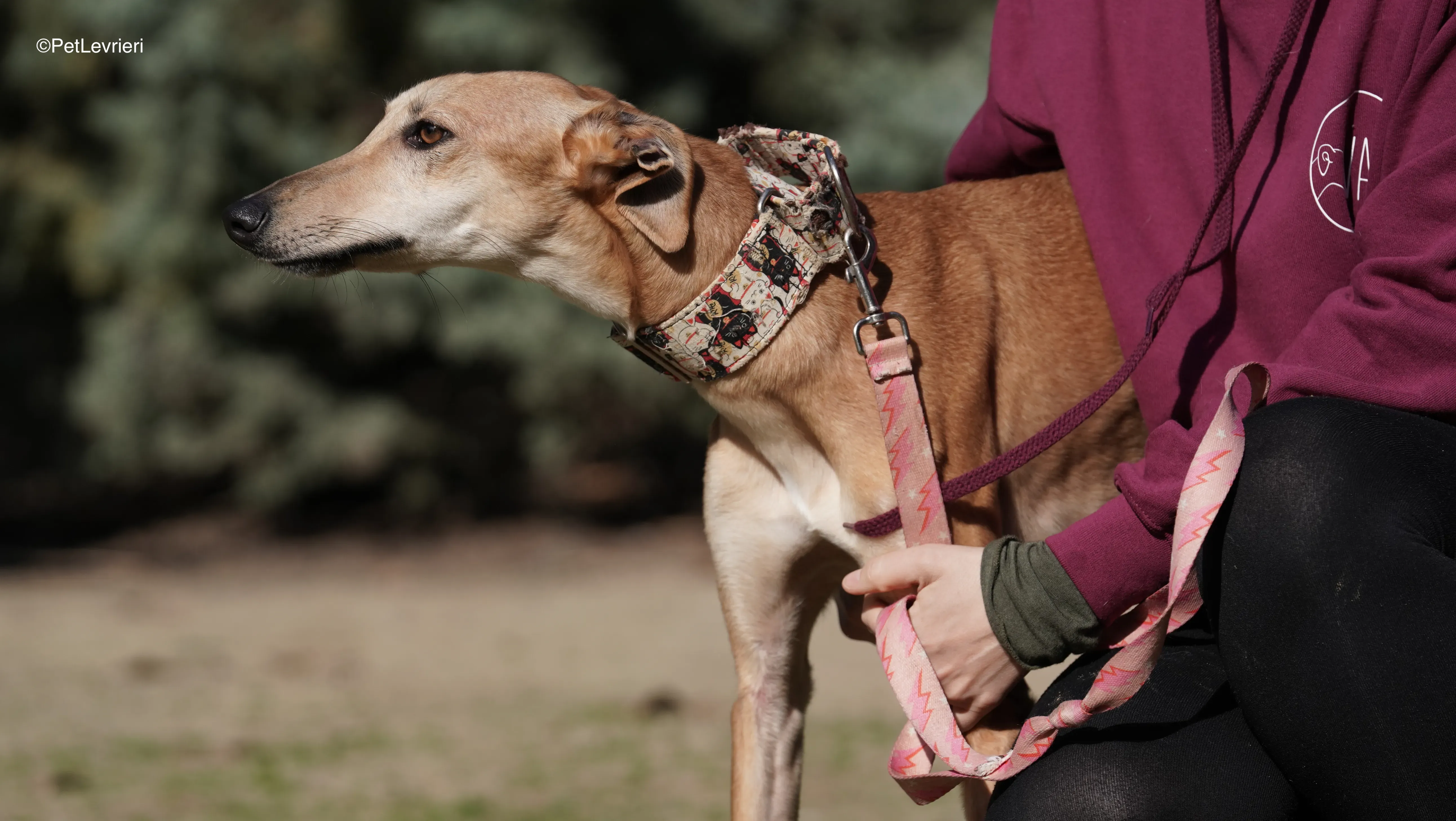 Linda adozione galgo pet levrieri 2