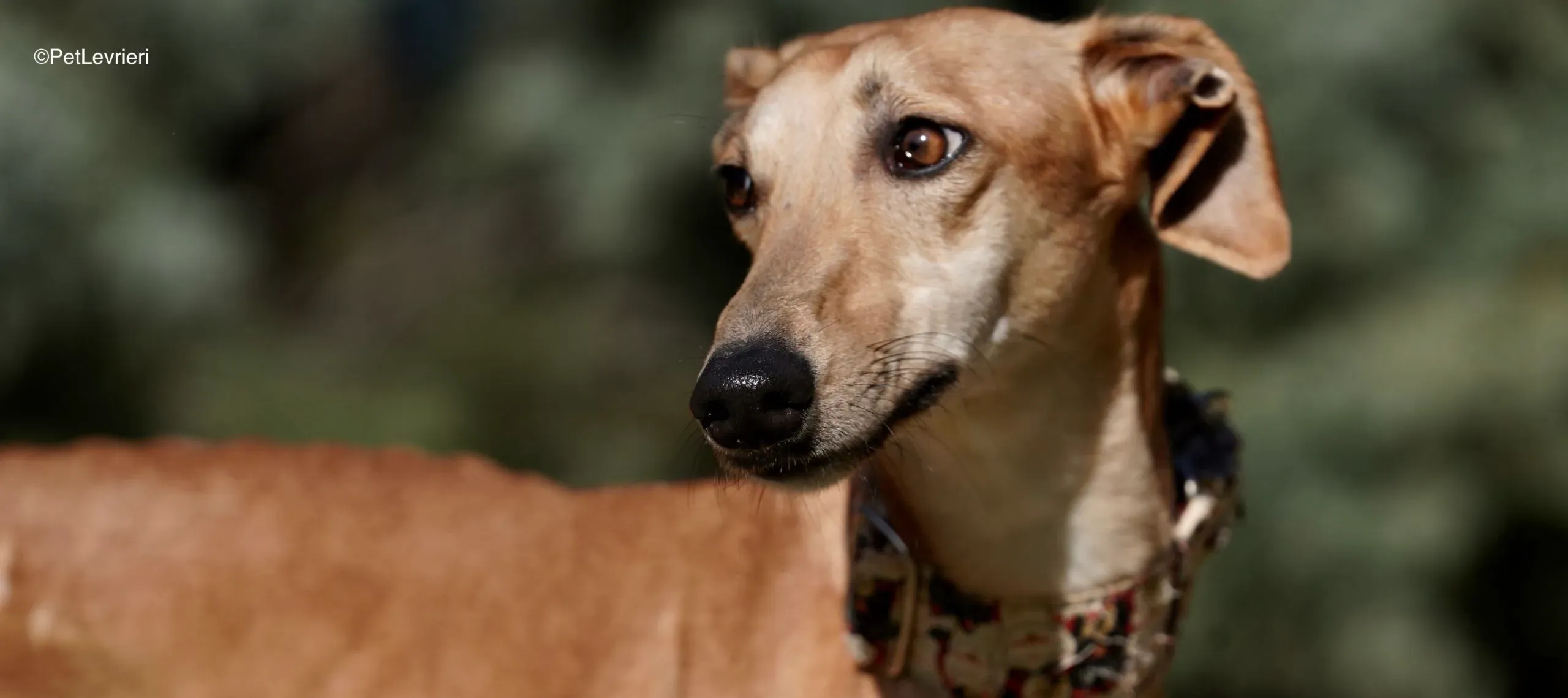 Linda adozione galgo pet levrieri 3 scaled e1708501799919