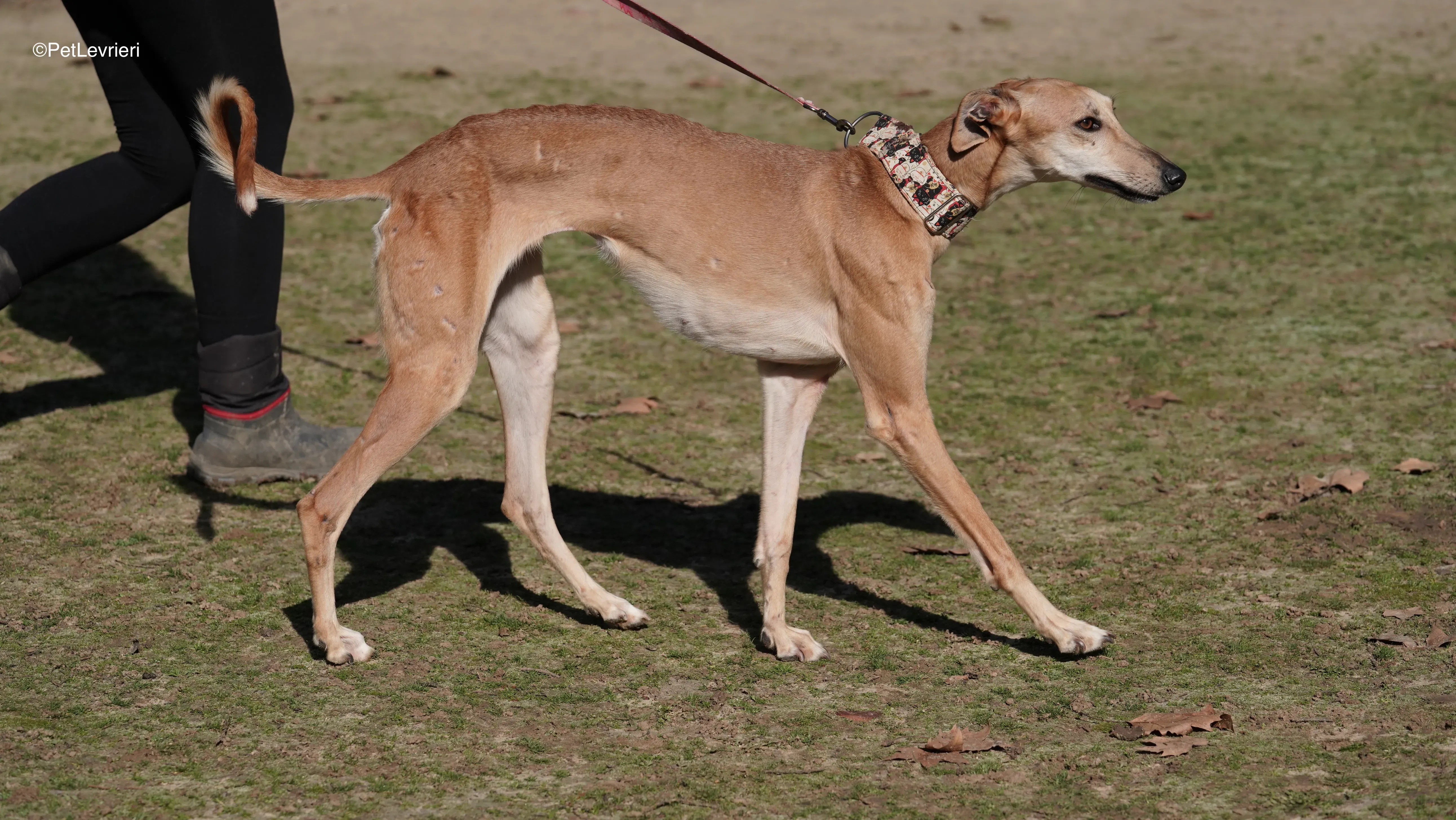 Linda adozione galgo pet levrieri 4
