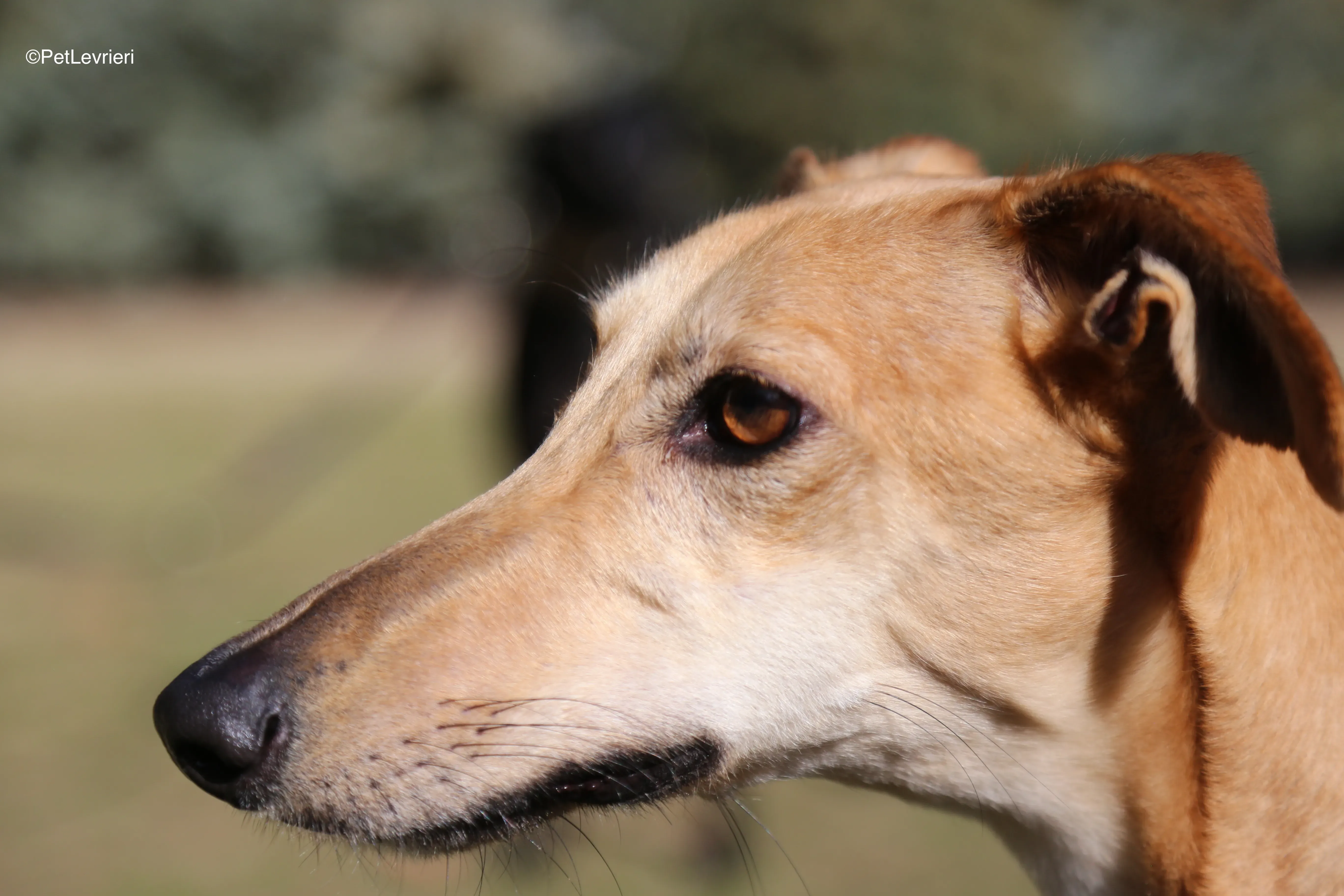 Linda adozione galgo pet levrieri 5