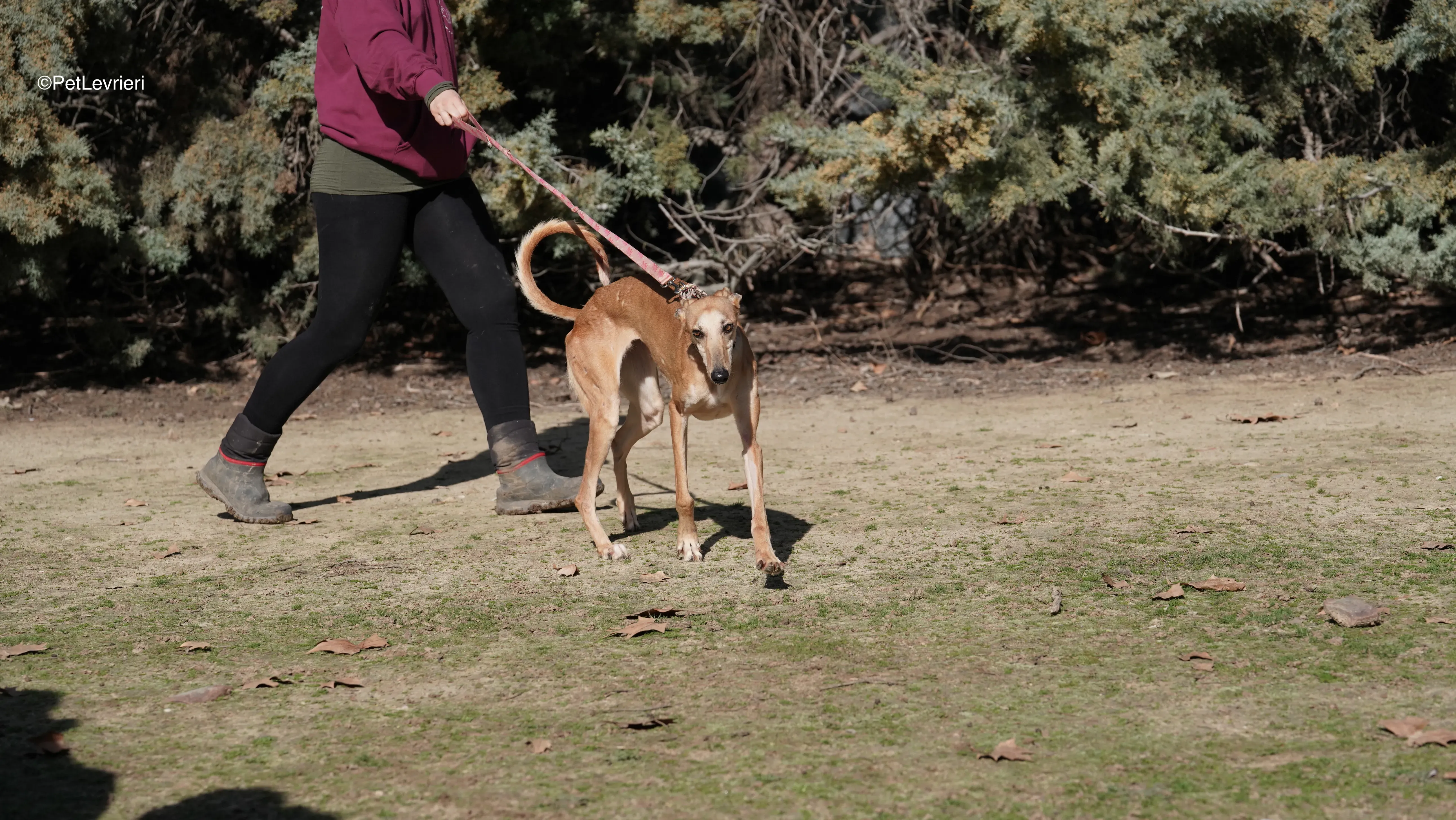 Linda adozione galgo pet levrieri 6