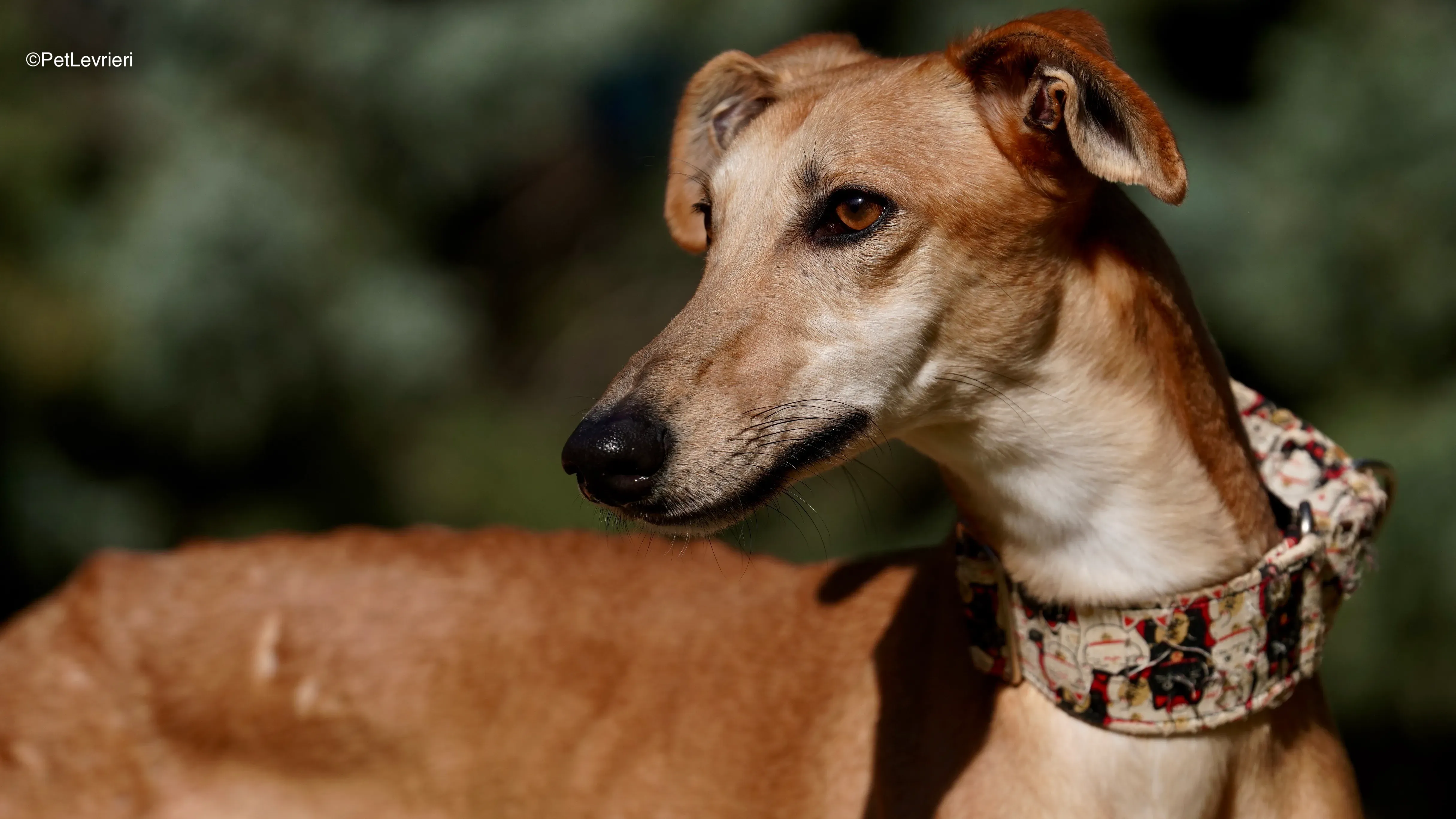 Linda adozione galgo pet levrieri 7