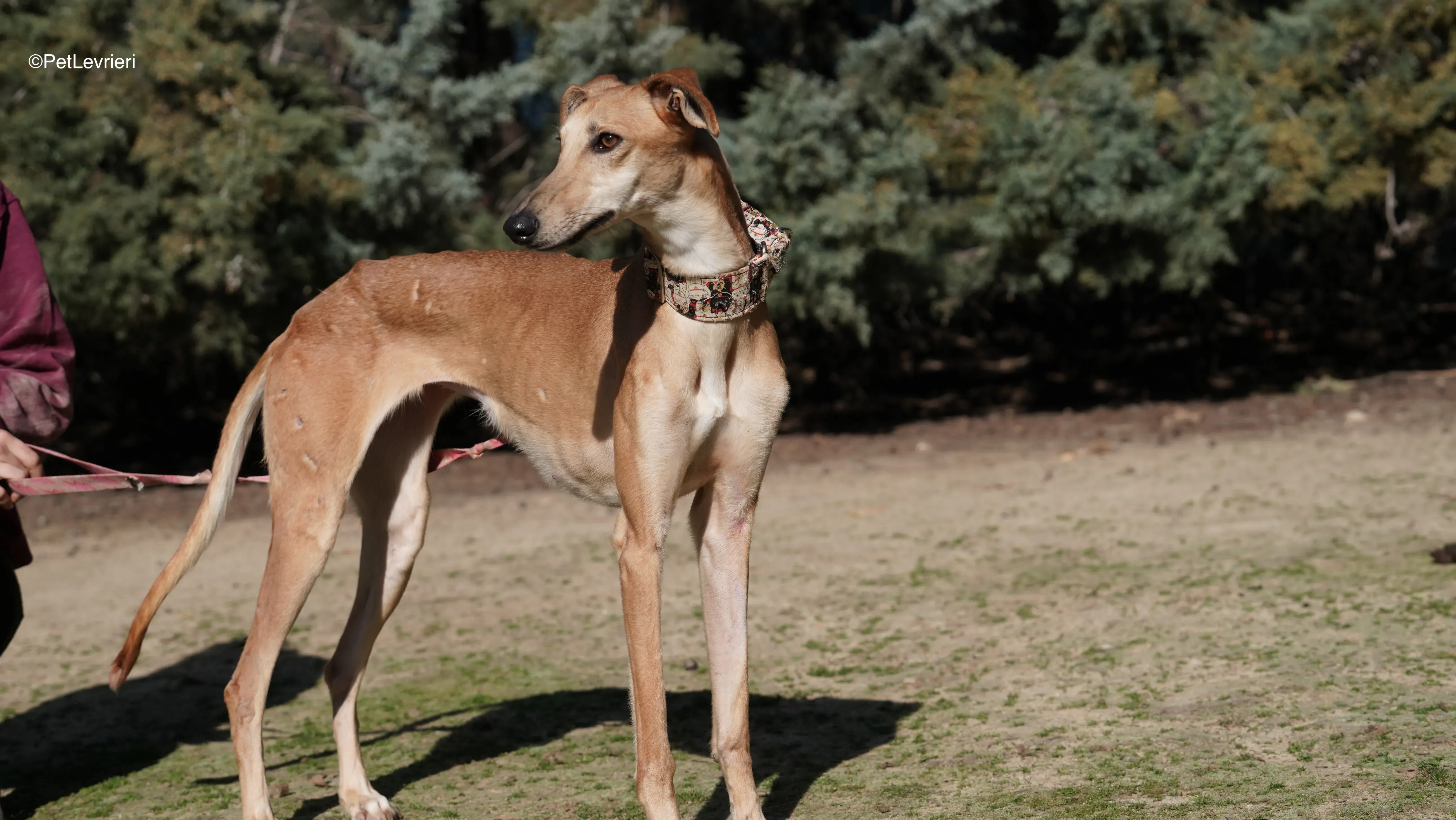 Linda adozione galgo pet levrieri 9