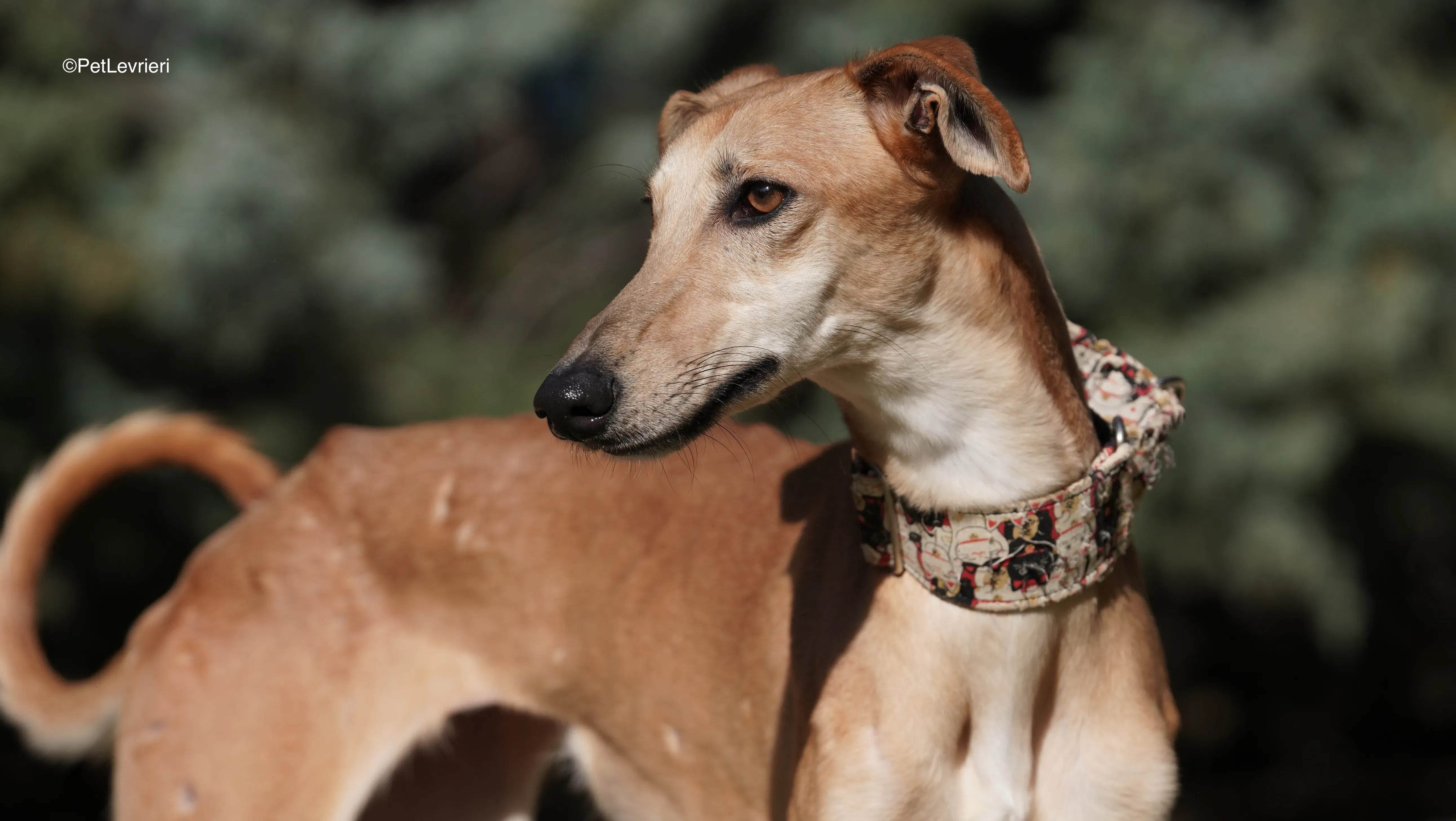 Linda adozione galgo.pet levrieri 10
