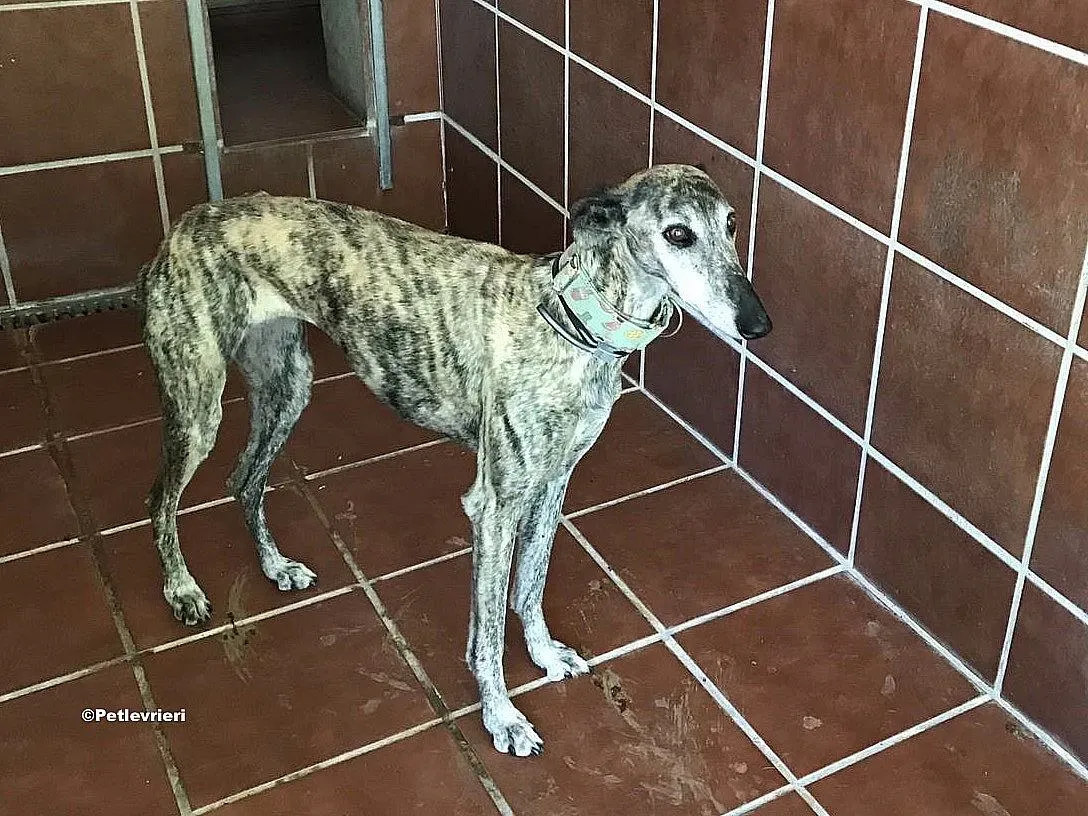 Linda adozione levrieri galgo 01