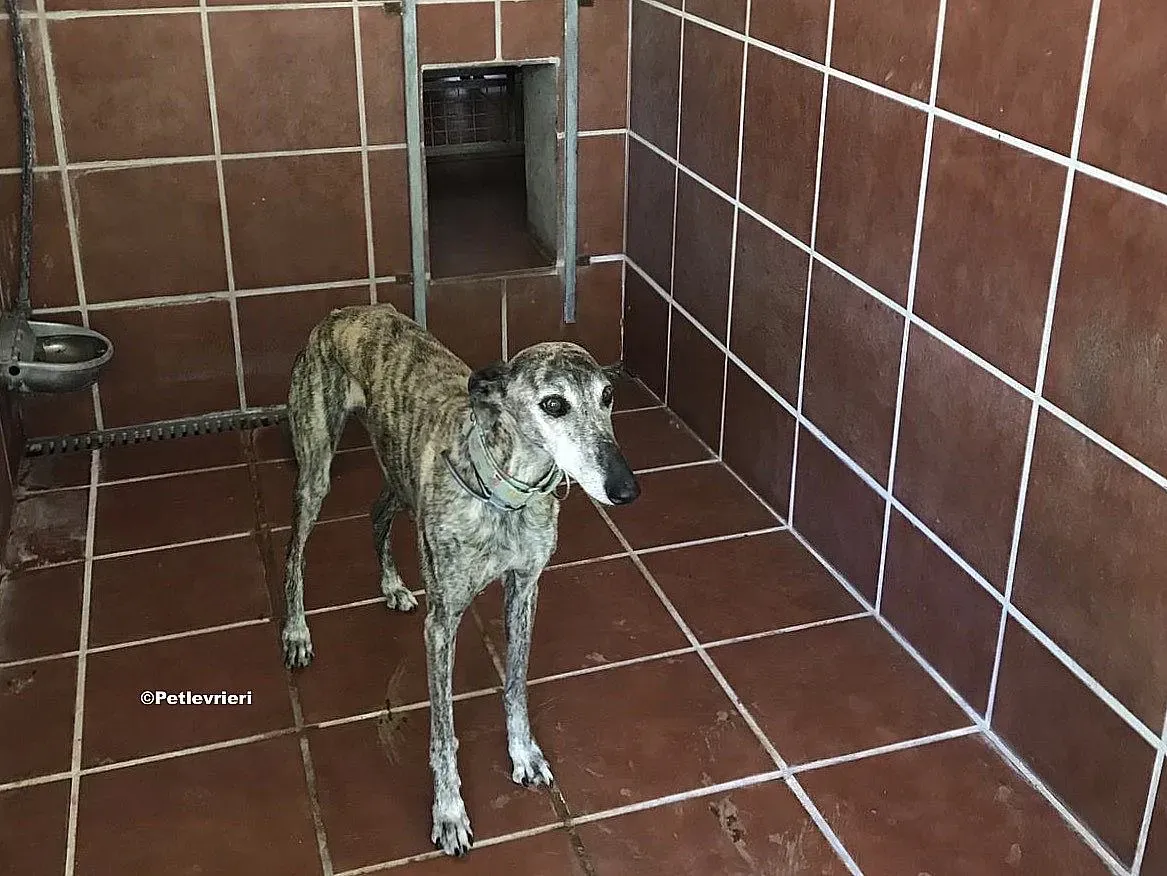 Linda adozione levrieri galgo 02