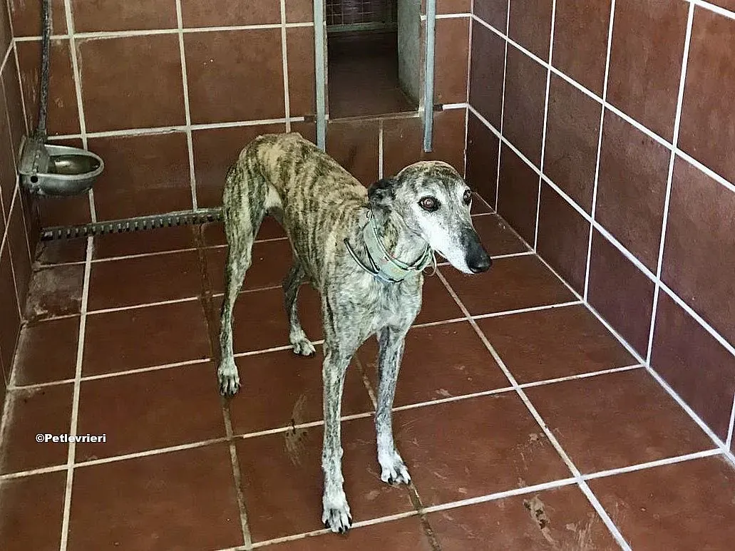Linda adozione levrieri galgo 03