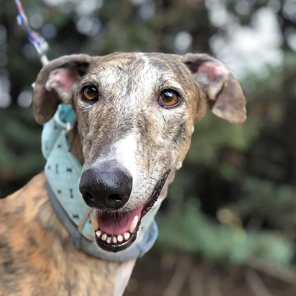 Liria adozioni levrieri galgo 1