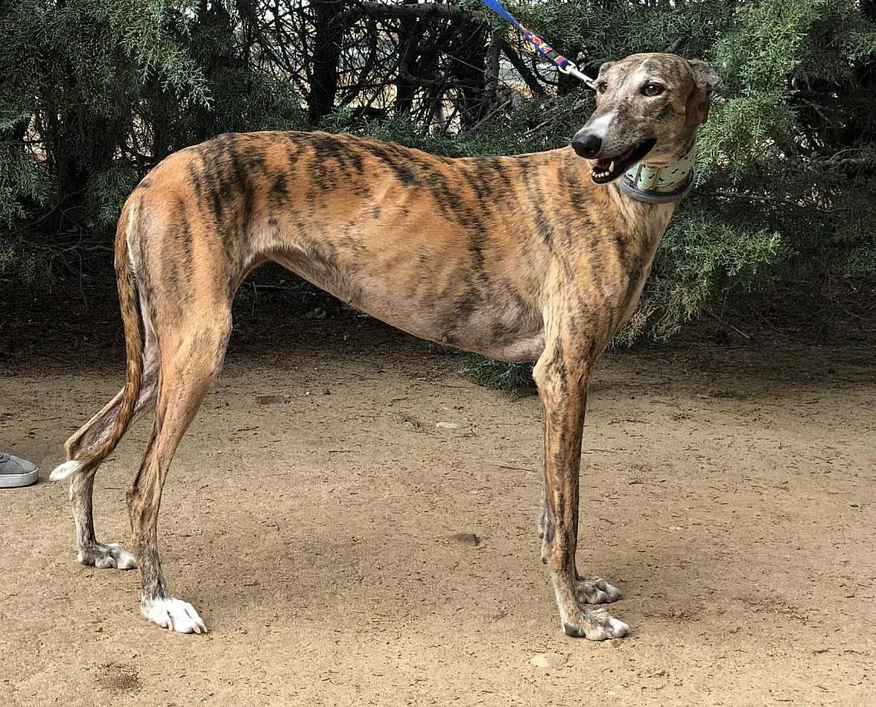 Liria adozioni levrieri galgo 2