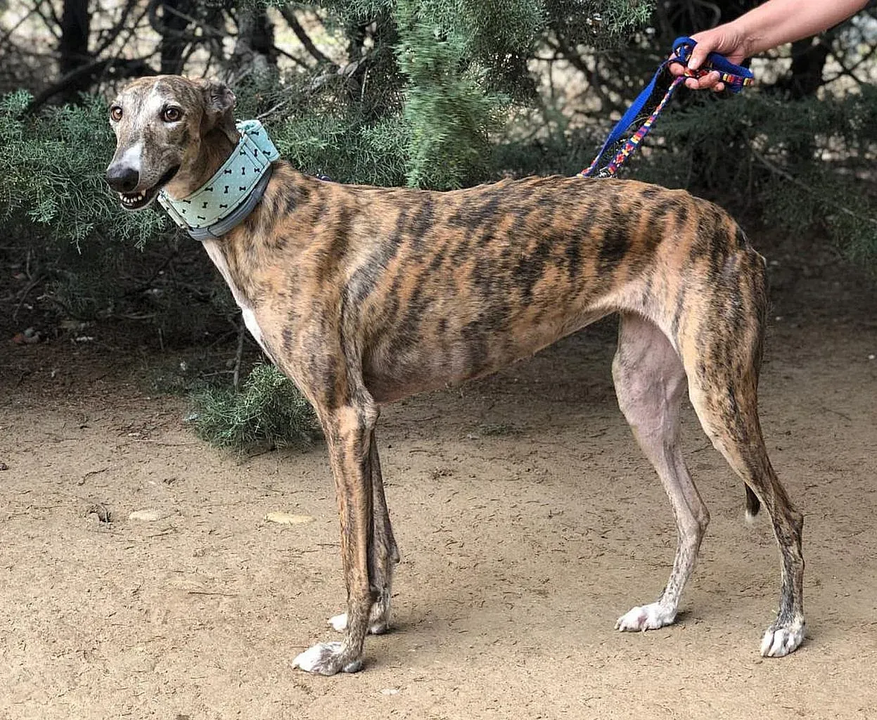 Liria adozioni levrieri galgo 3