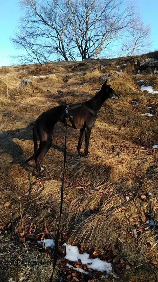 Little Hoot Greyhound Canidrome Macau save and happy 1