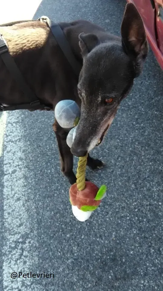 Little Hoot Greyhound Canidrome Macau save and happy 2