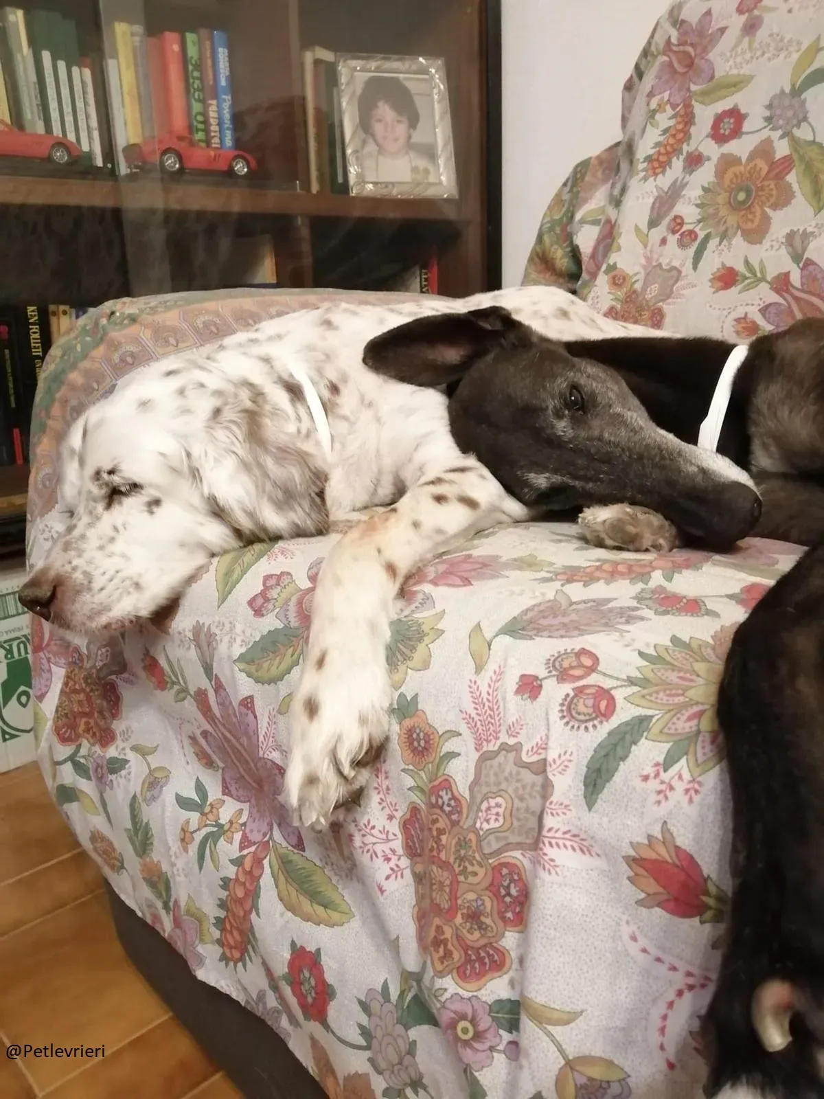 Little Hoot Greyhound Canidrome Macau save and happy 3