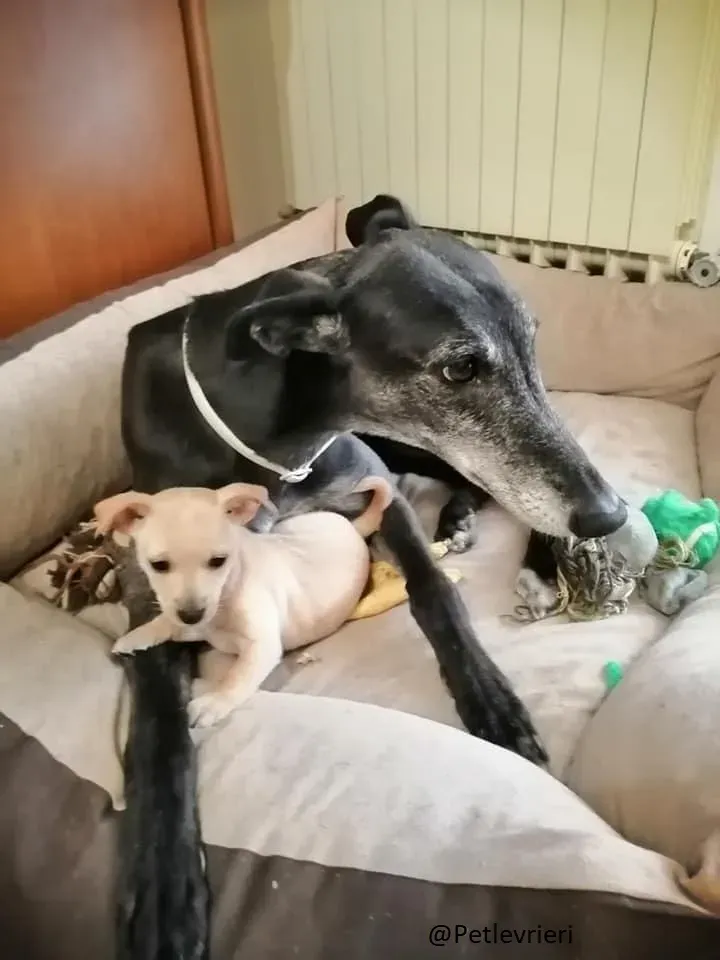 Little Hoot Greyhound Canidrome Macau save and happy 4