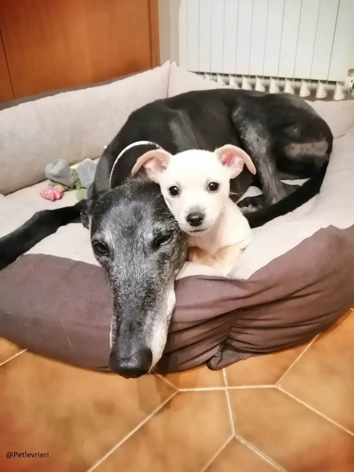 Little Hoot Greyhound Canidrome Macau save and happy 5