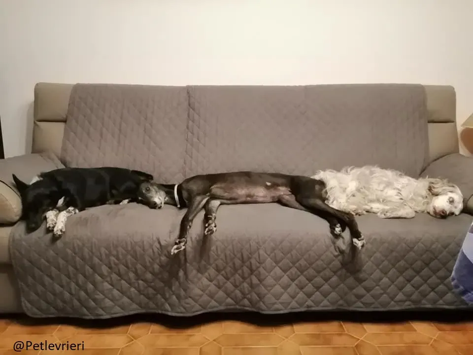 Little Hoot Greyhound Canidrome Macau save and happy 6