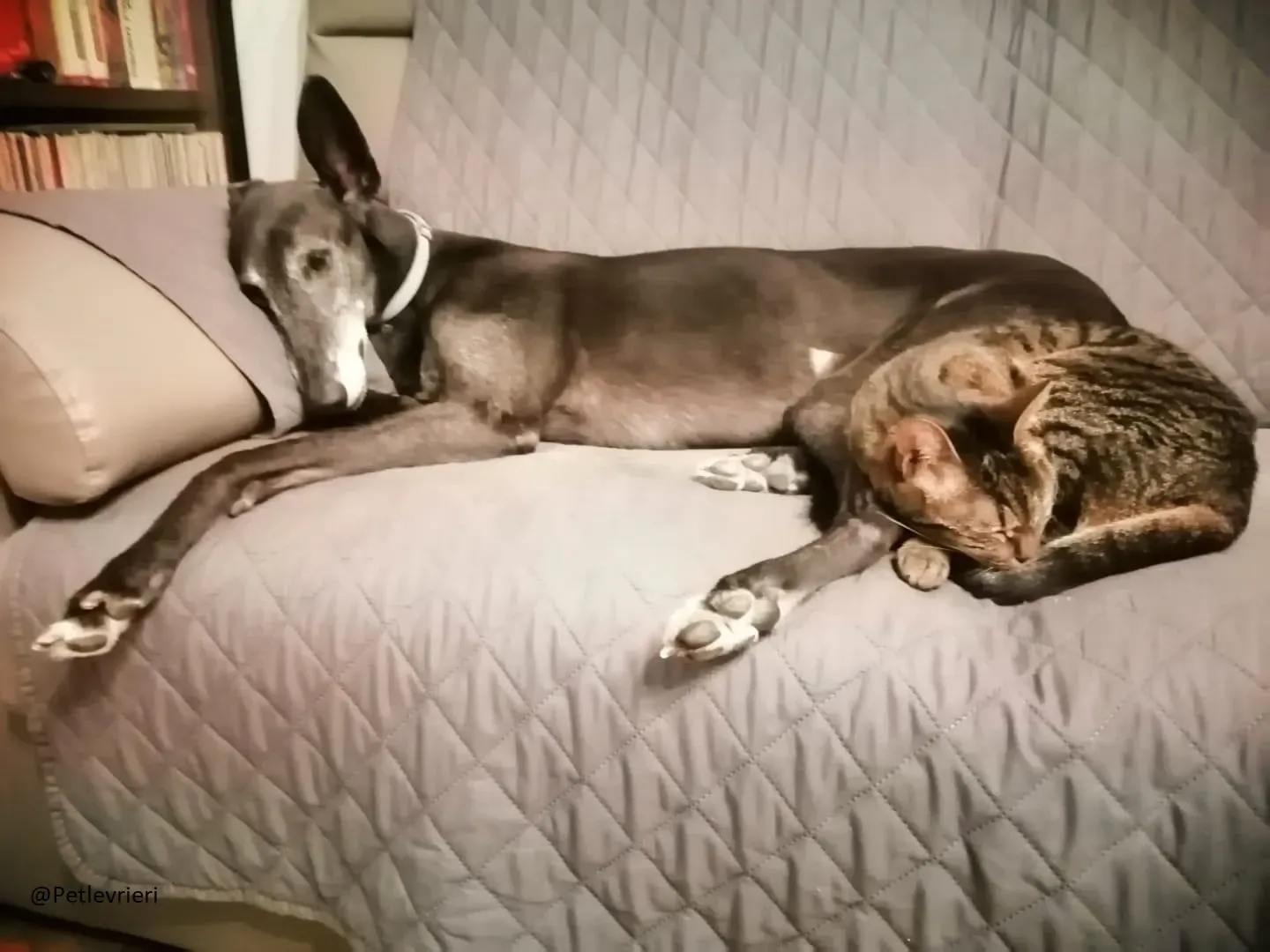 Little Hoot Greyhound Canidrome Macau save and happy 7