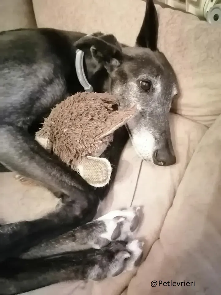 Little Hoot Greyhound Canidrome Macau save and happy 8