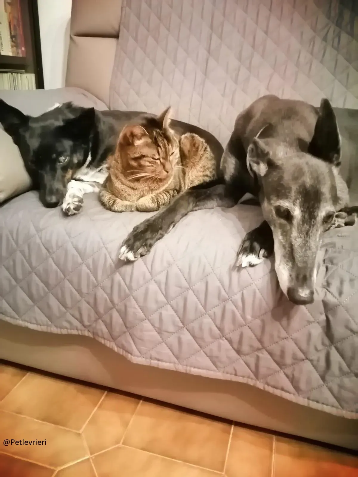 Little Hoot Greyhound Canidrome Macau save and happy 9