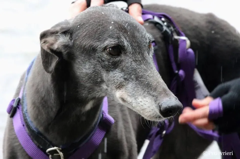 Little Hoot adozione greyhound macao 1