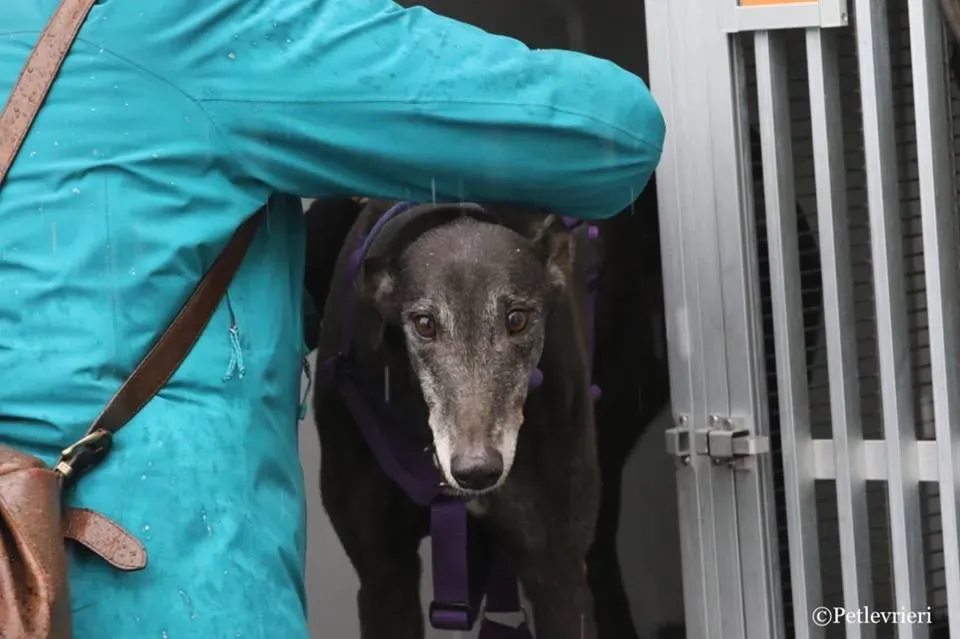 Little Hoot adozione greyhound macao 10