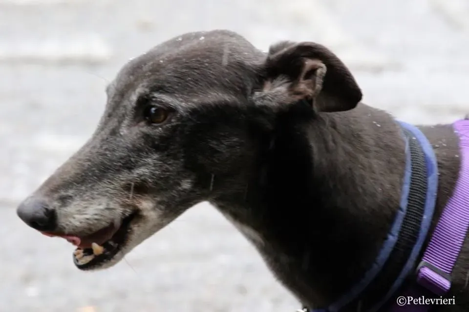 Little Hoot adozione greyhound macao 11