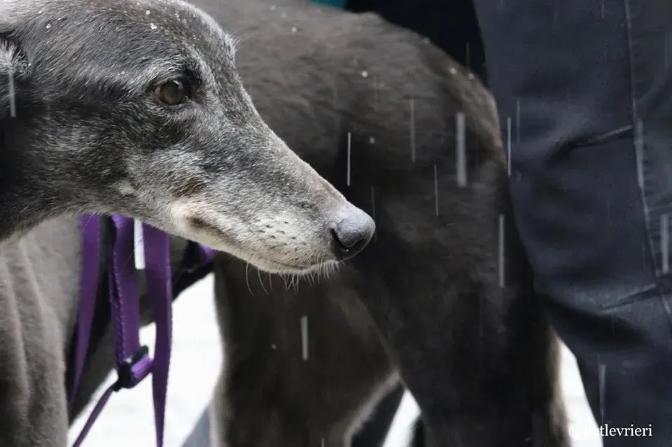 Little Hoot adozione greyhound macao 12