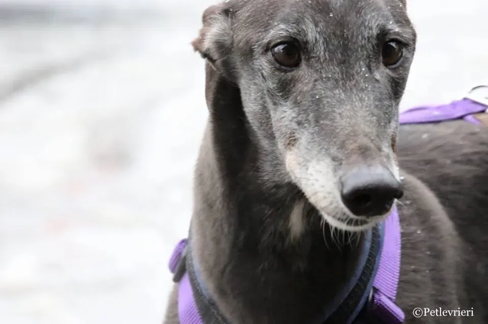 Little Hoot adozione greyhound macao 13