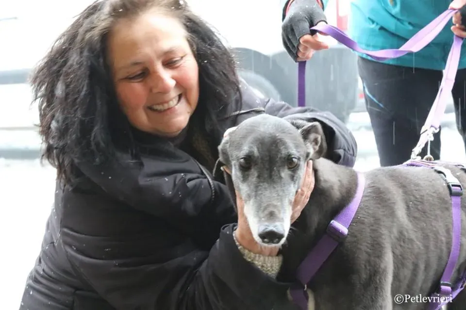 Little Hoot adozione greyhound macao 15