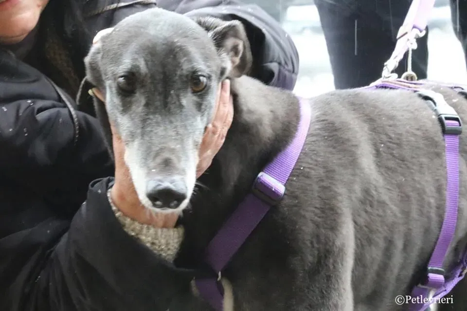 Little Hoot adozione greyhound macao 16