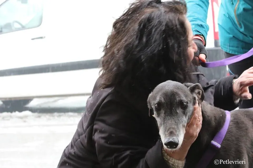 Little Hoot adozione greyhound macao 17