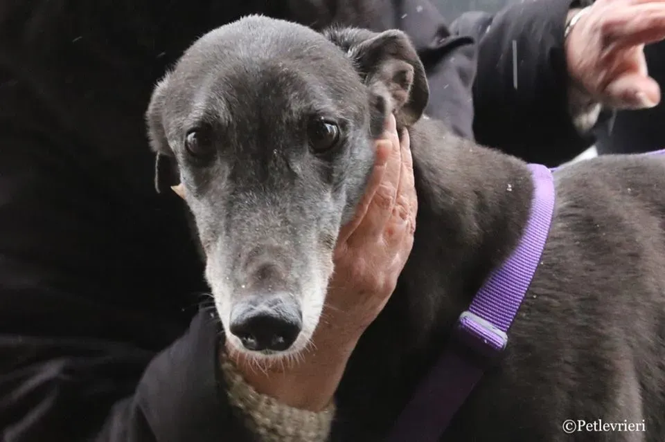Little Hoot adozione greyhound macao 18