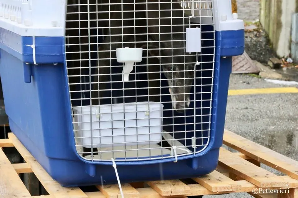 Little Hoot adozione greyhound macao 2