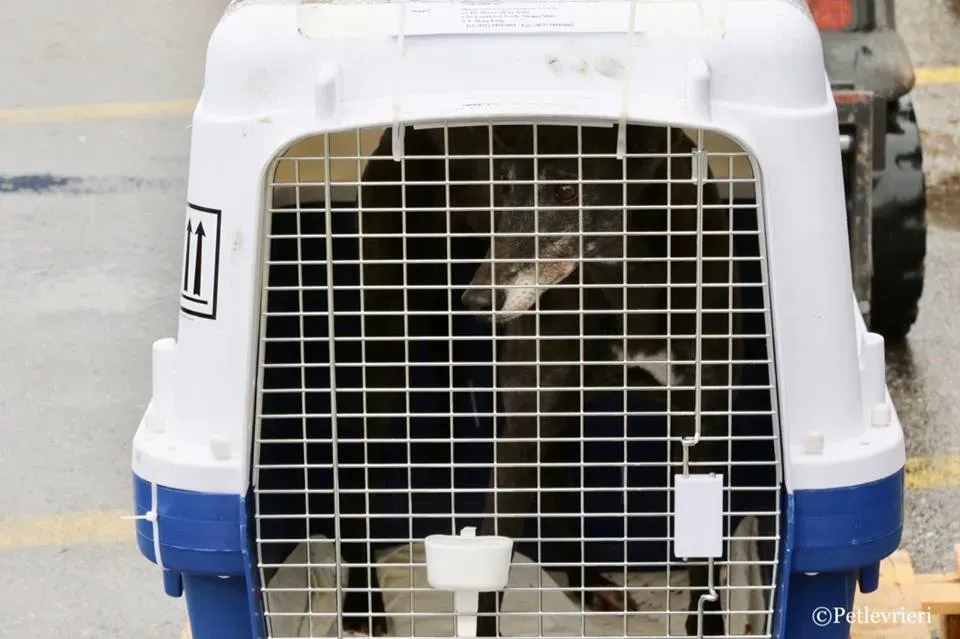 Little Hoot adozione greyhound macao 3