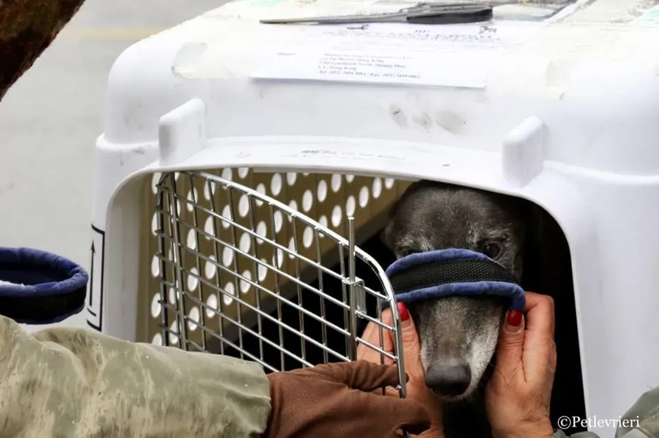 Little Hoot adozione greyhound macao 4
