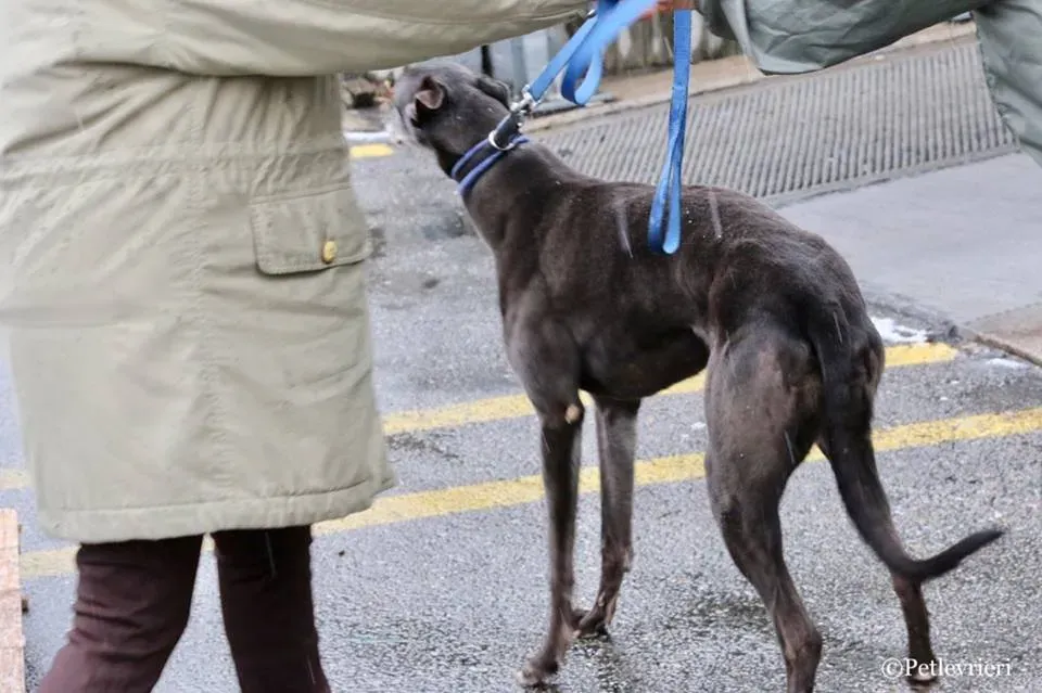 Little Hoot adozione greyhound macao 5