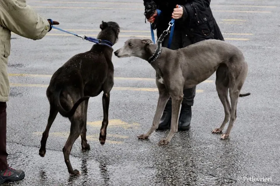 Little Hoot adozione greyhound macao 6