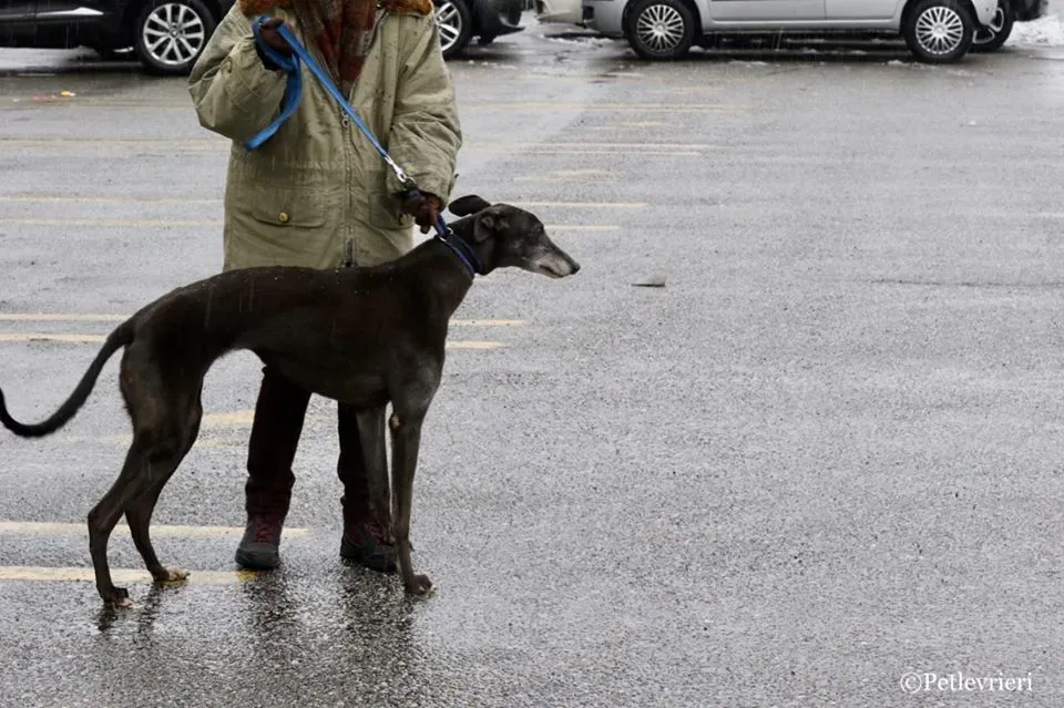 Little Hoot adozione greyhound macao 7