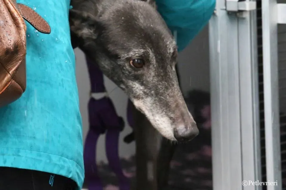 Little Hoot adozione greyhound macao 8