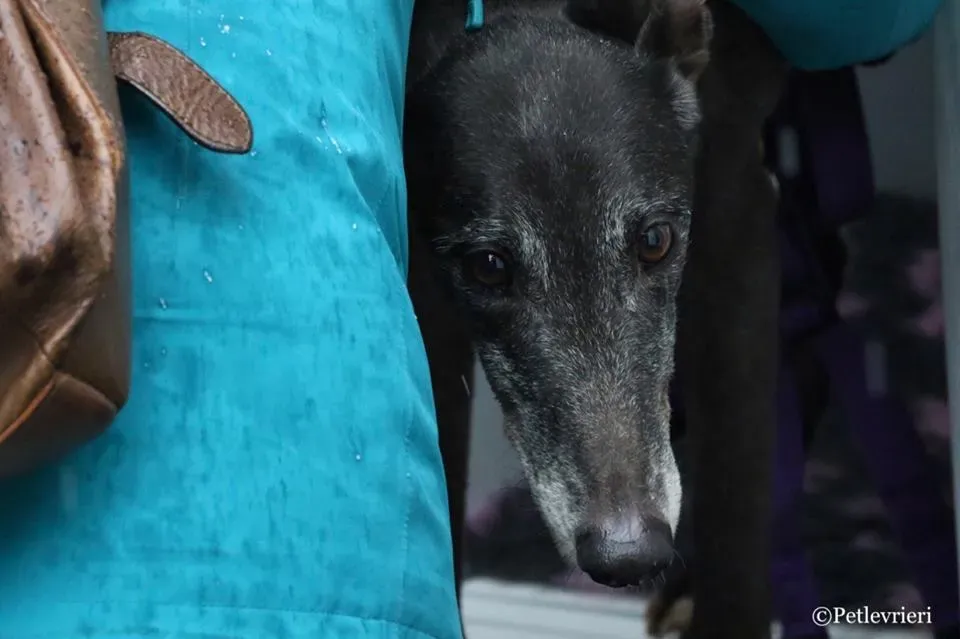Little Hoot adozione greyhound macao 9