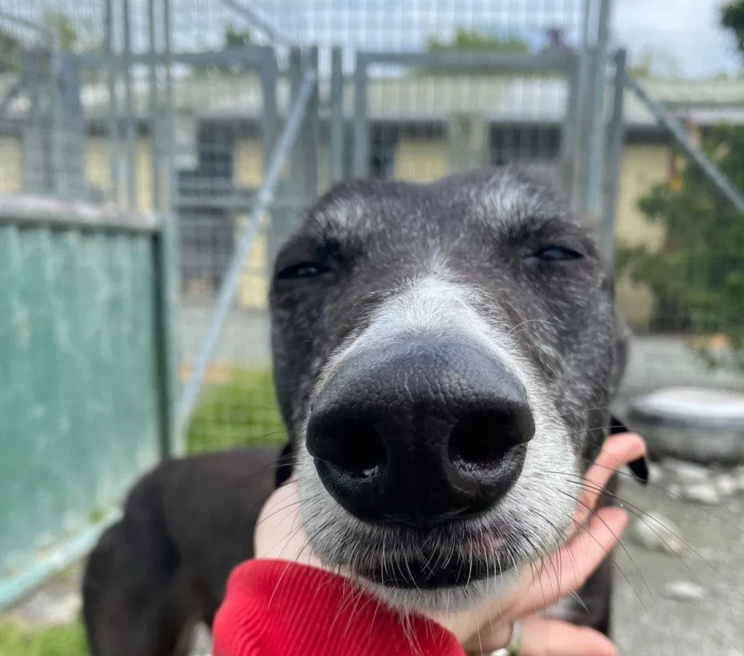 Lizzie adozione levriero greyhound1 1 e1653843777901