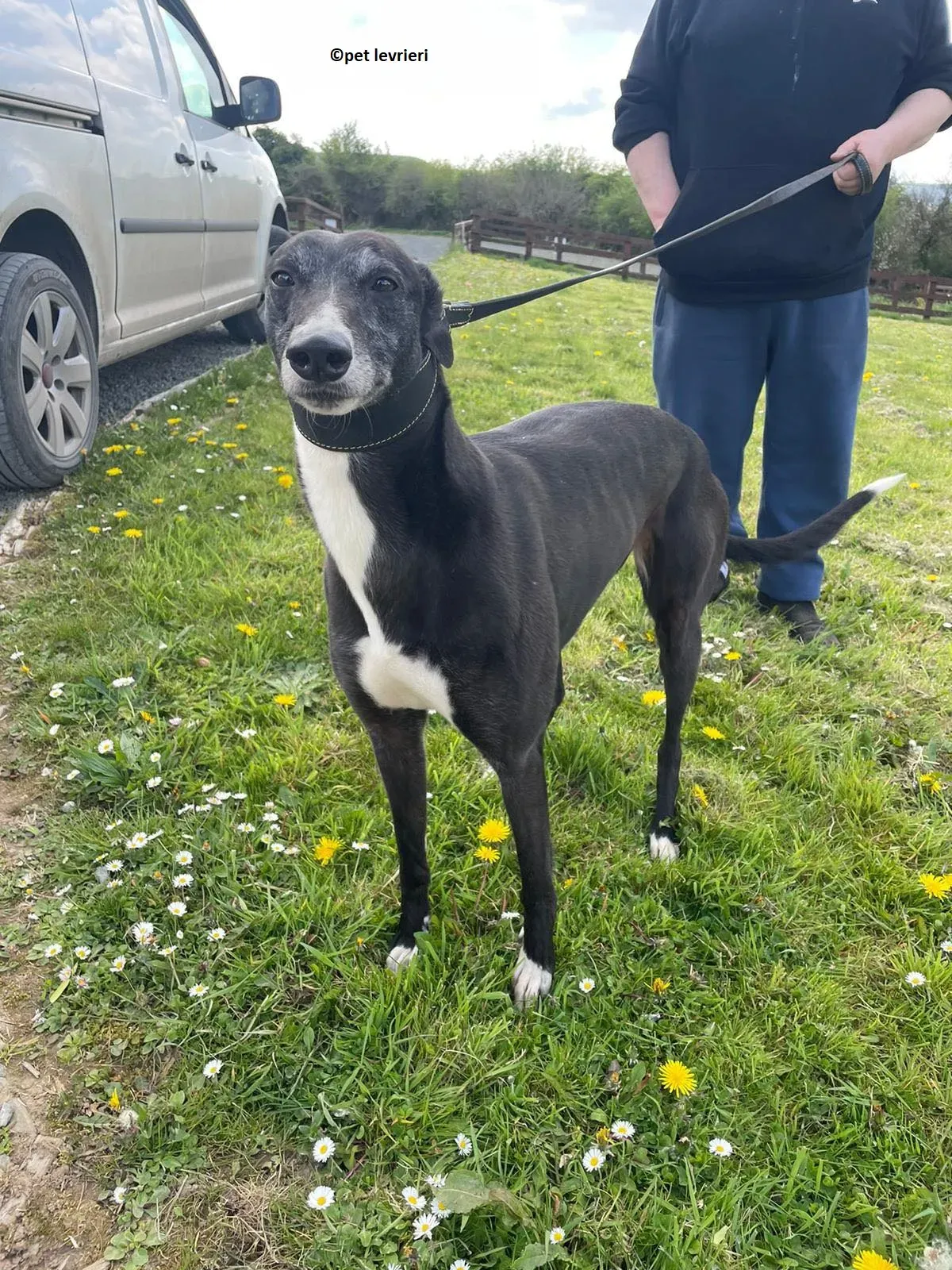 Lizzie adozione levriero greyhound1