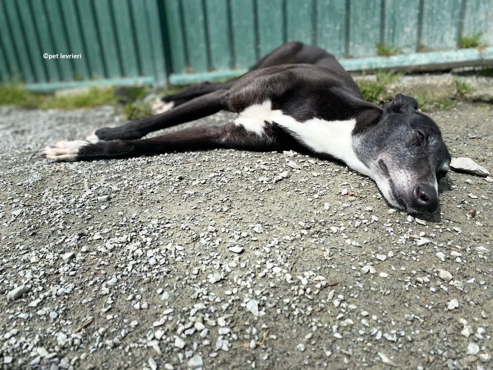 Lizzie adozione levriero greyhound10 1