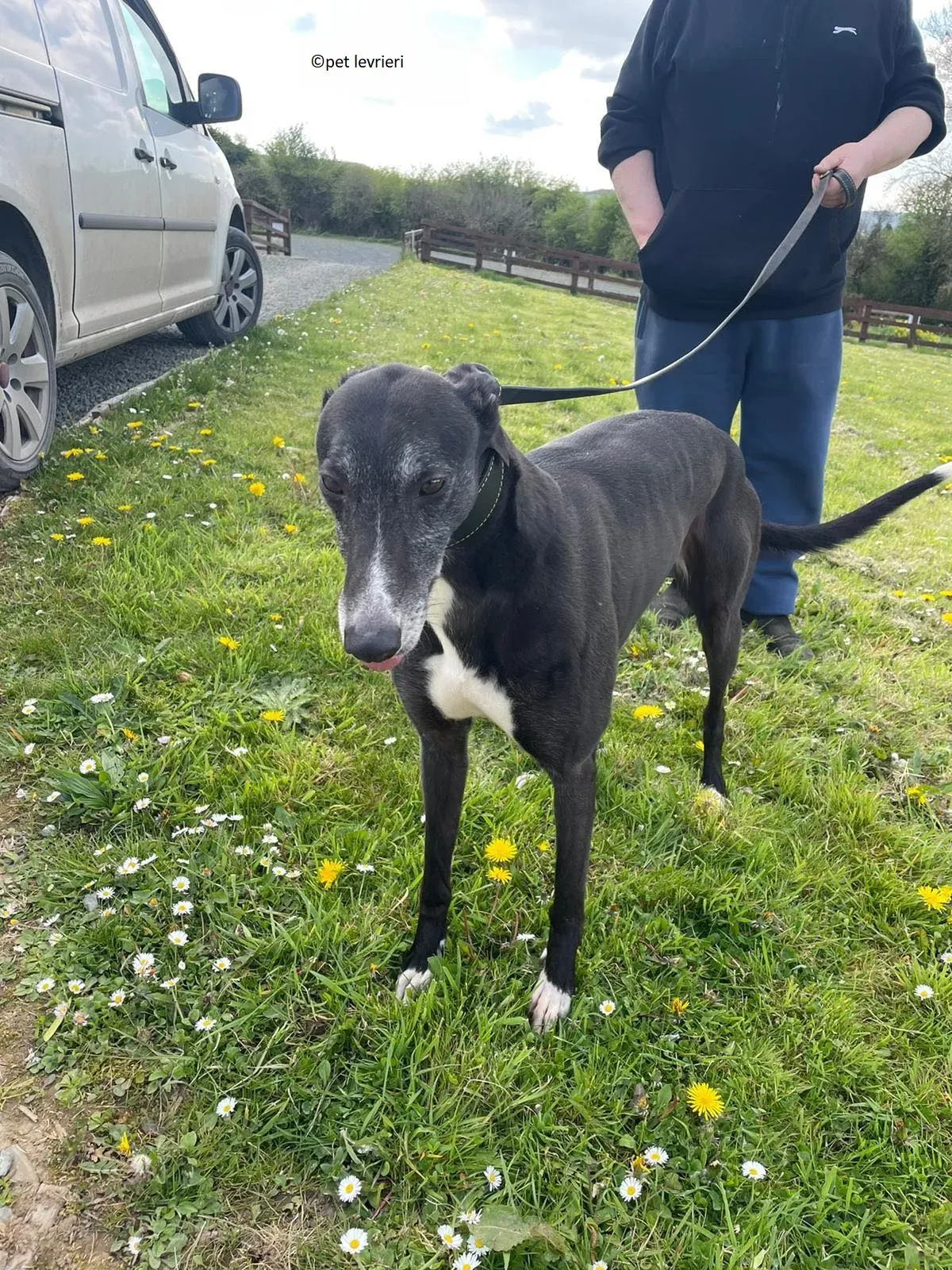 Lizzie adozione levriero greyhound10