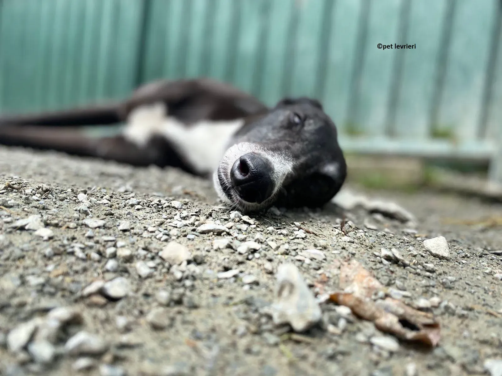 Lizzie adozione levriero greyhound11 1